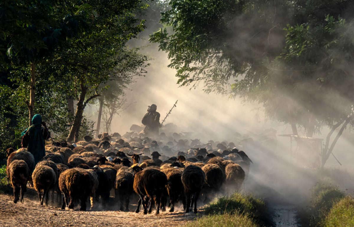 A,large,herd,of,sheep,and,a,shepherd,in,the